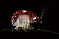 unidentified bug in strait of juan de fuca by S Williamson 